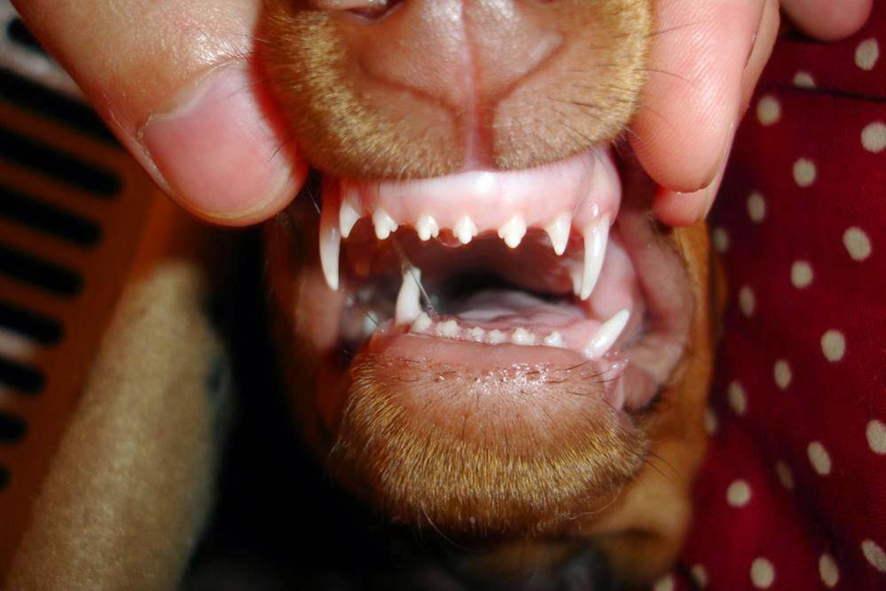 Смена зубов у собак: в каком возрасте молочные зубы меняются на постоянные