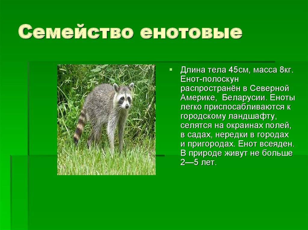 Енот-полоскун - описание животного и где водится, как ухаживать и чем кормить дома