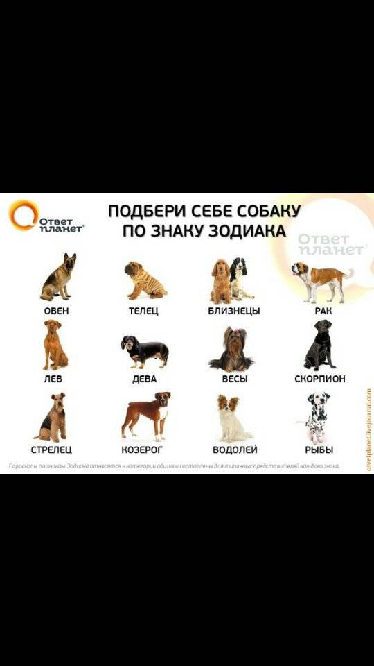 Выбор породы собаки по знаку зодиака