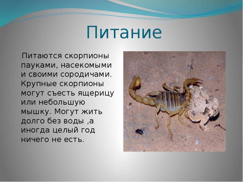 Размножение скорпионов рода pandinus и heterometrus