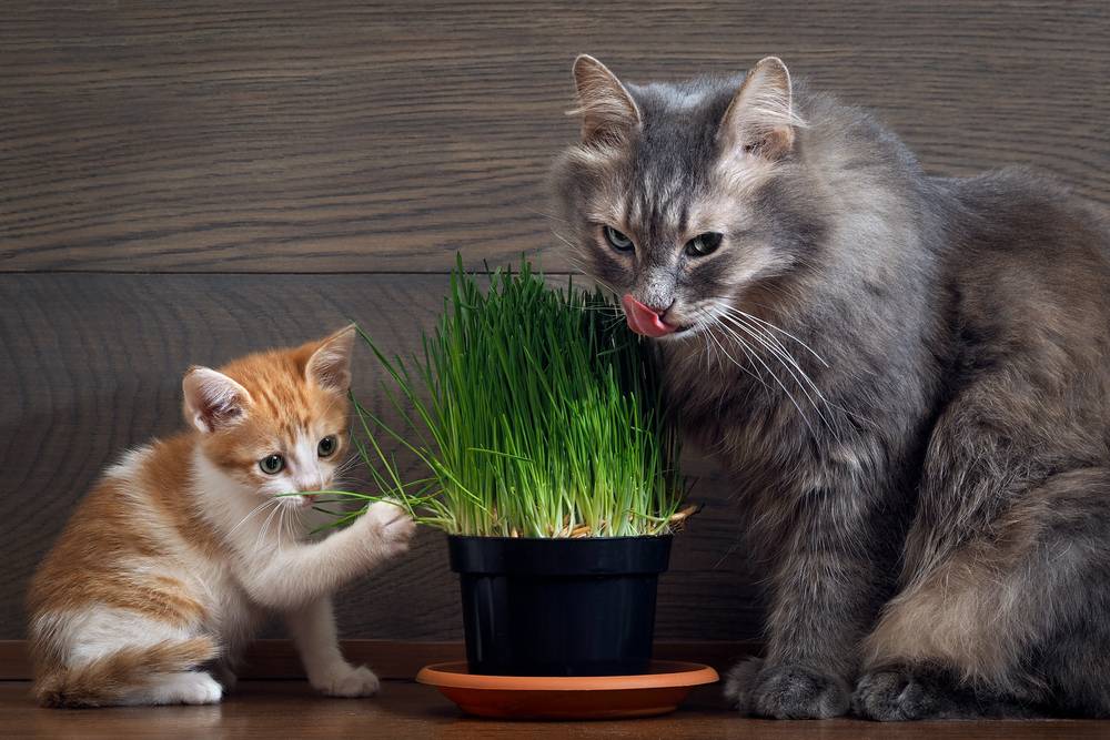 Зачем кошки и коты едят траву - для чего кот ест растения, какой травой лечатся кисы