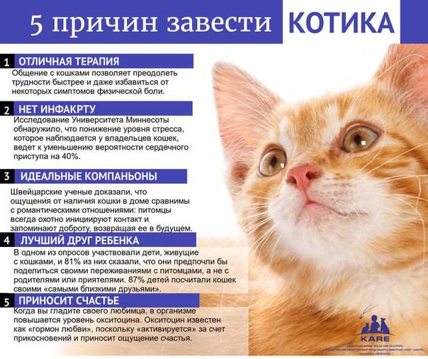 10 причин завести дома котенка: почему люди заводят котов и кошек, в чем их плюсы и минусы?