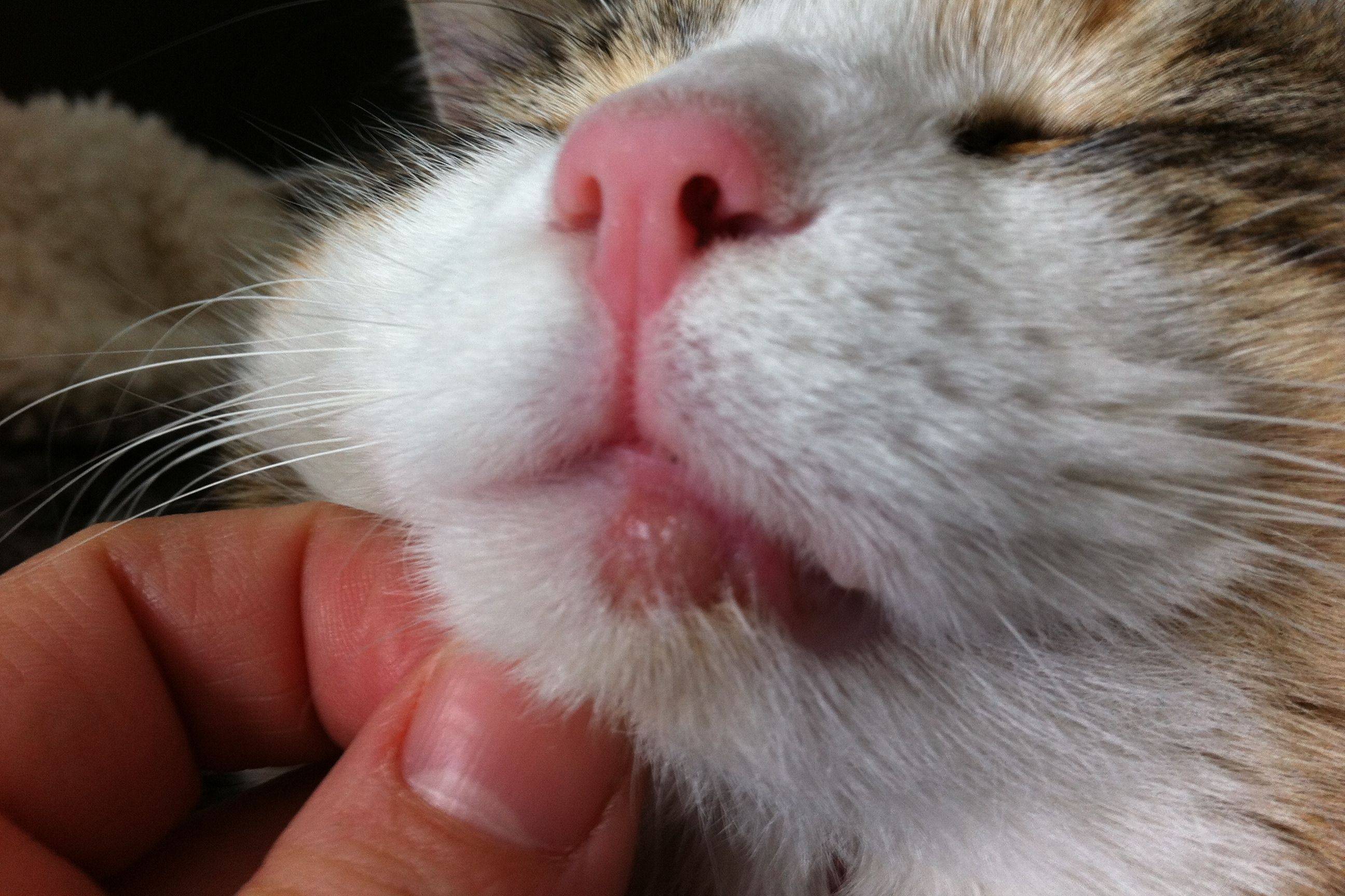 Аллергия у кошек:  виды, симптомы, лечение, препараты