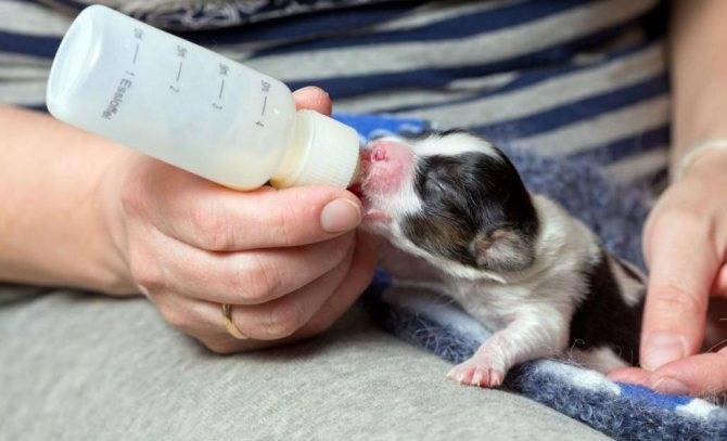 ᐉ уход за новорожденными щенками – первые две недели - ➡ motildazoo.ru