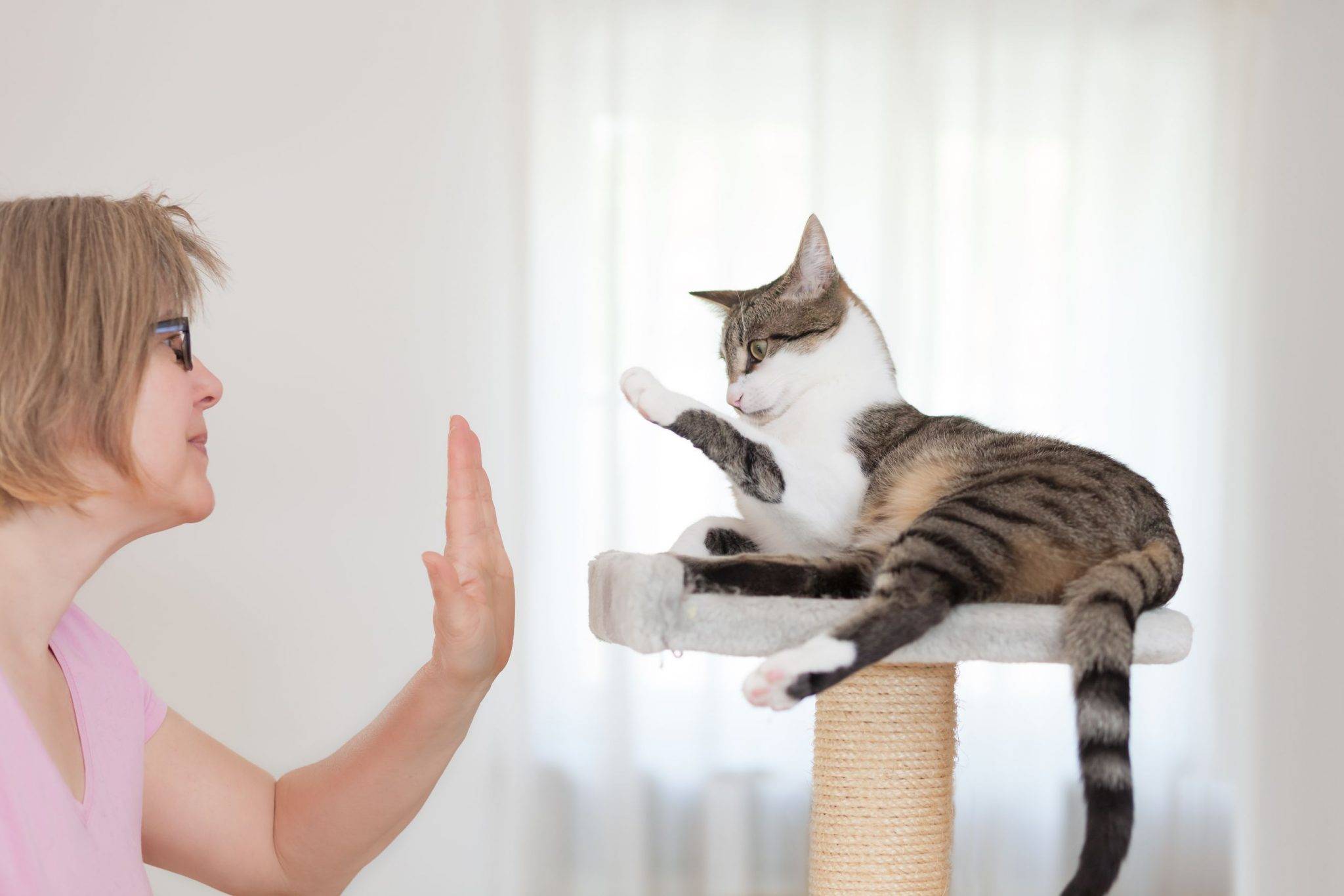 Как правильно дрессировать кошку: основы дрессировки в домашних условиях для начинающих