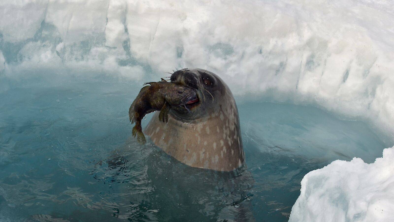 Сообщение о тюлене - описание, виды и среда обитания