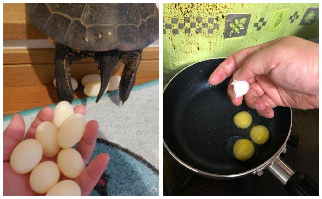 Яйца красноухой черепахи, как определить беременность и что делать если черепаха снесла яйцо