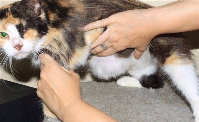 Пупочная грыжа у котят — причины и лечение
