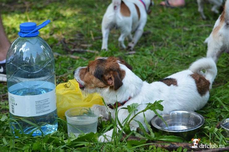 Почему собака не пьет воду. не хочет пить, не может пить (причины, диагностика, лечение)
