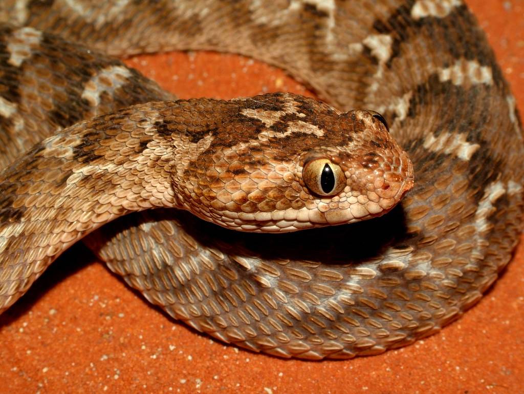 10 самых опасных змей на планете