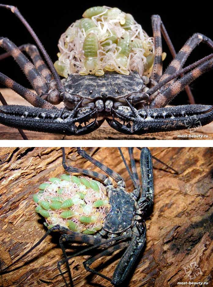 Фрин паук. образ жизни и среда обитания паука фрина