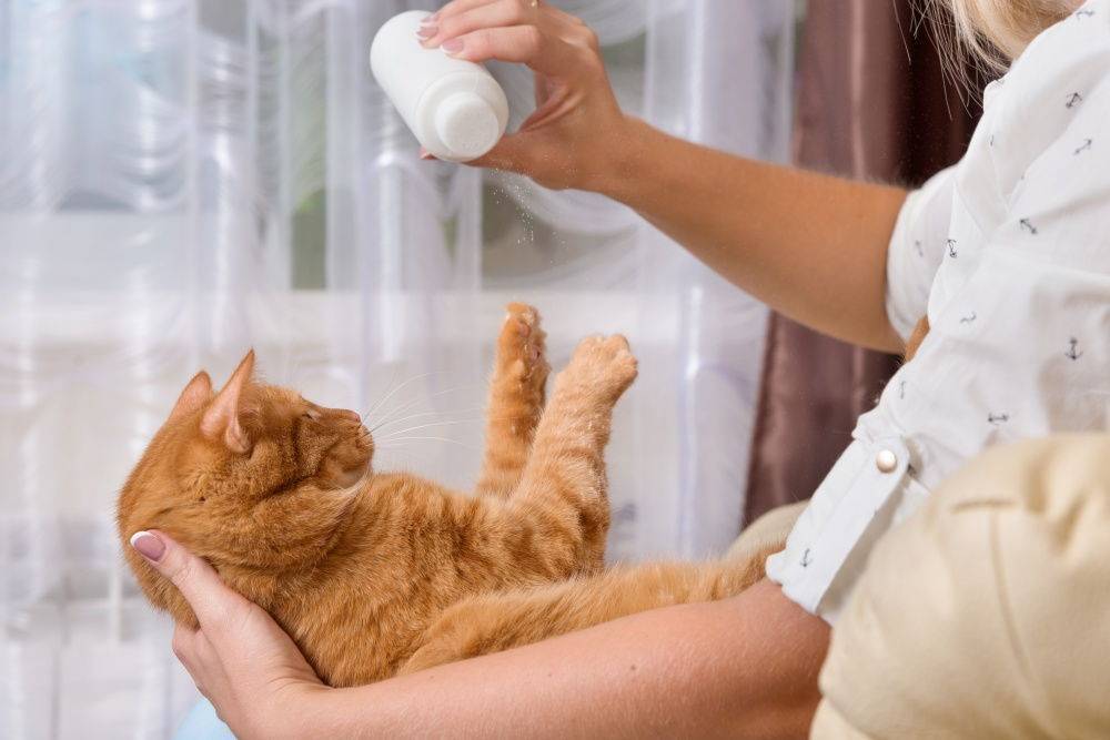 Купание кота: правила процедуры, советы для хозяев пугливых животных, подготовка и поэтапное описание мытья, альтернативные способы