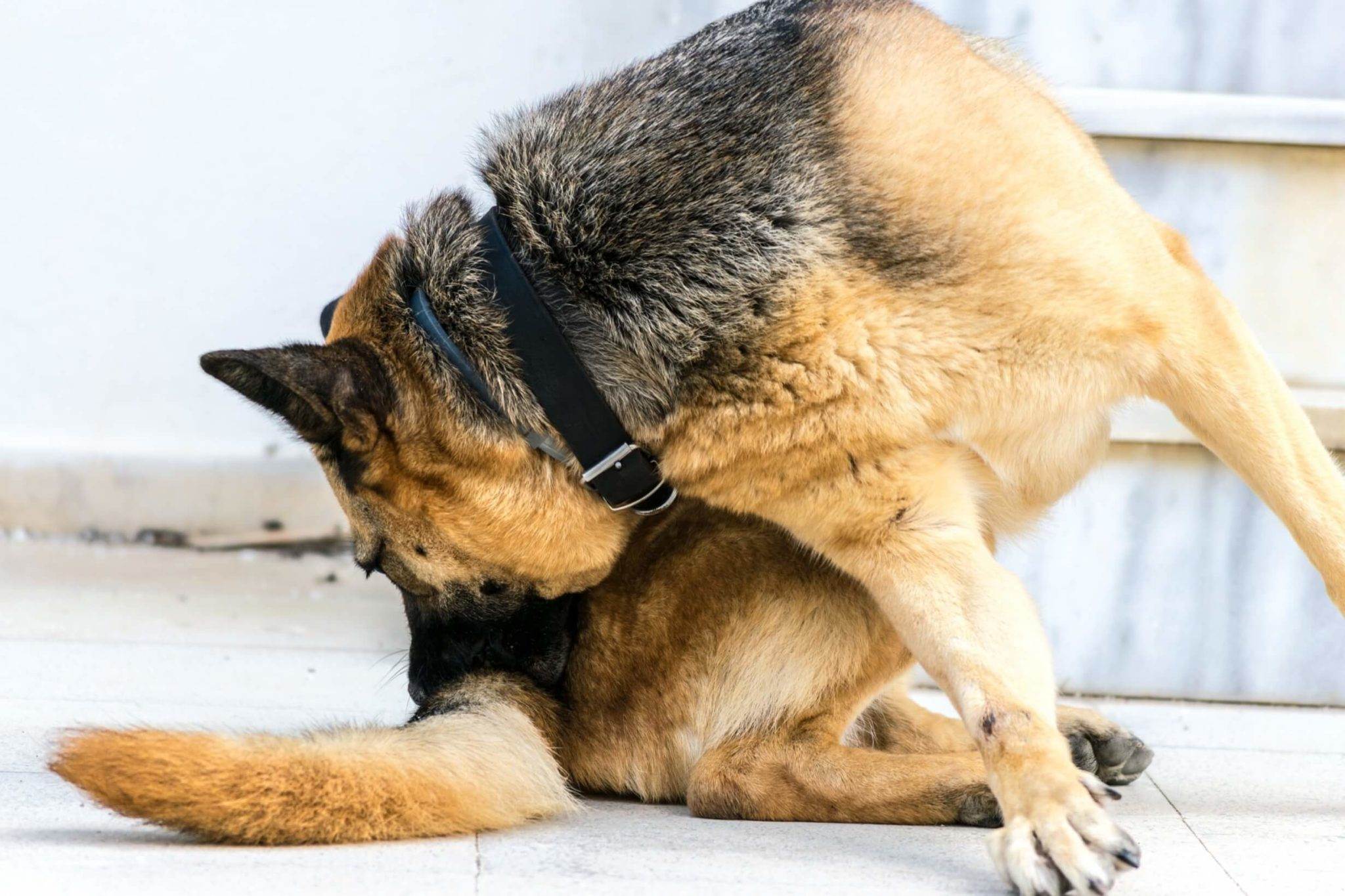 Что делать, если собака чешется и грызет себя – причины и лечение. зуд у собак, или почему собака чешется