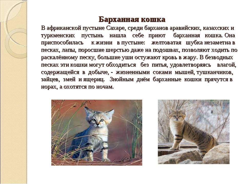 Барханный кот – фото, описание, ареал, питание, размножение