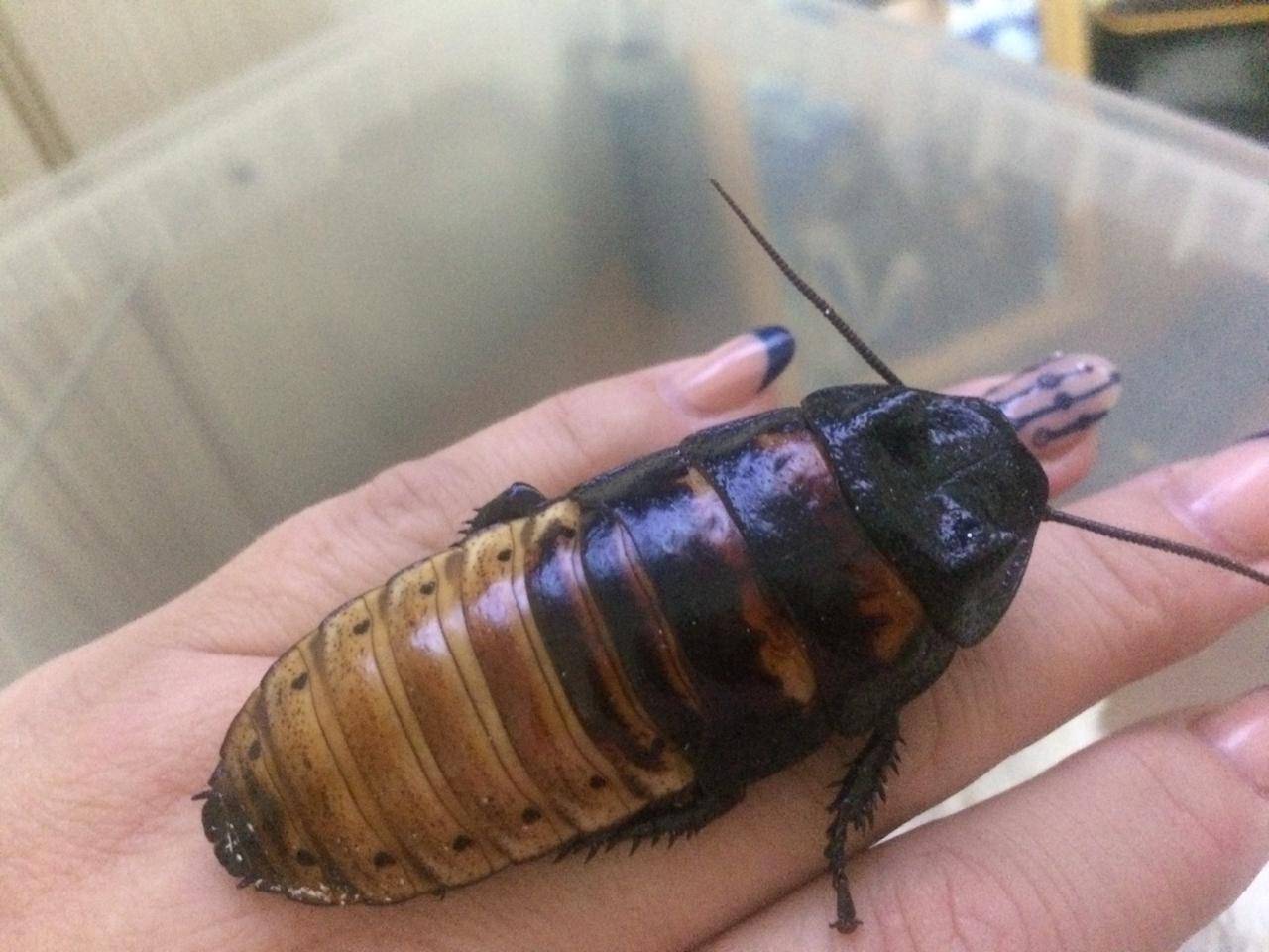 Мадагаскарский шипящий таракан: фото и его содержание в домашних условиях