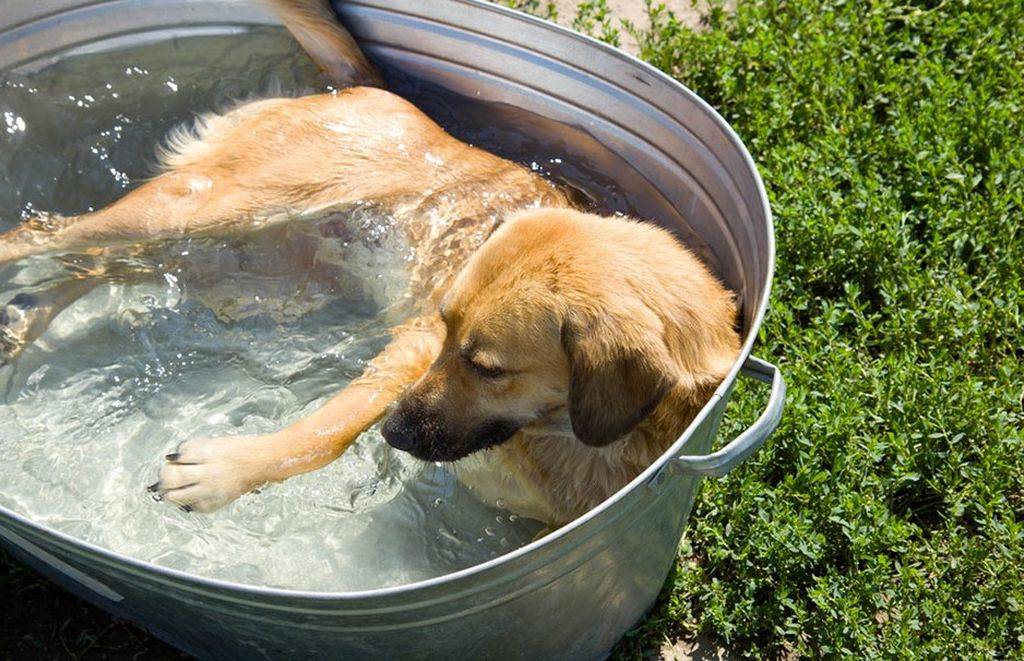 Как собаки переносят жару. как помочь собаке в жару, чем кормить.