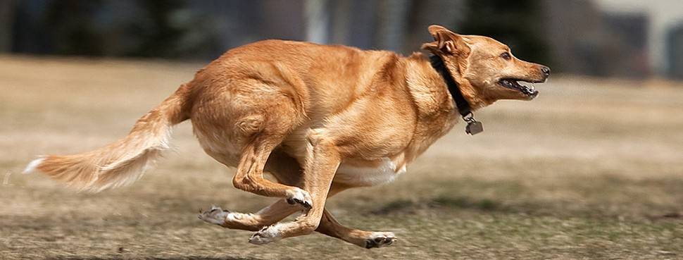Смешная «юла»: почему собаки бегают за своим хвостом