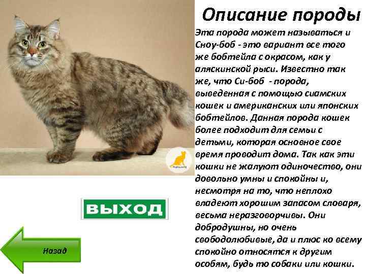 Карельский бобтейл: фото кошки и кота чистой породы