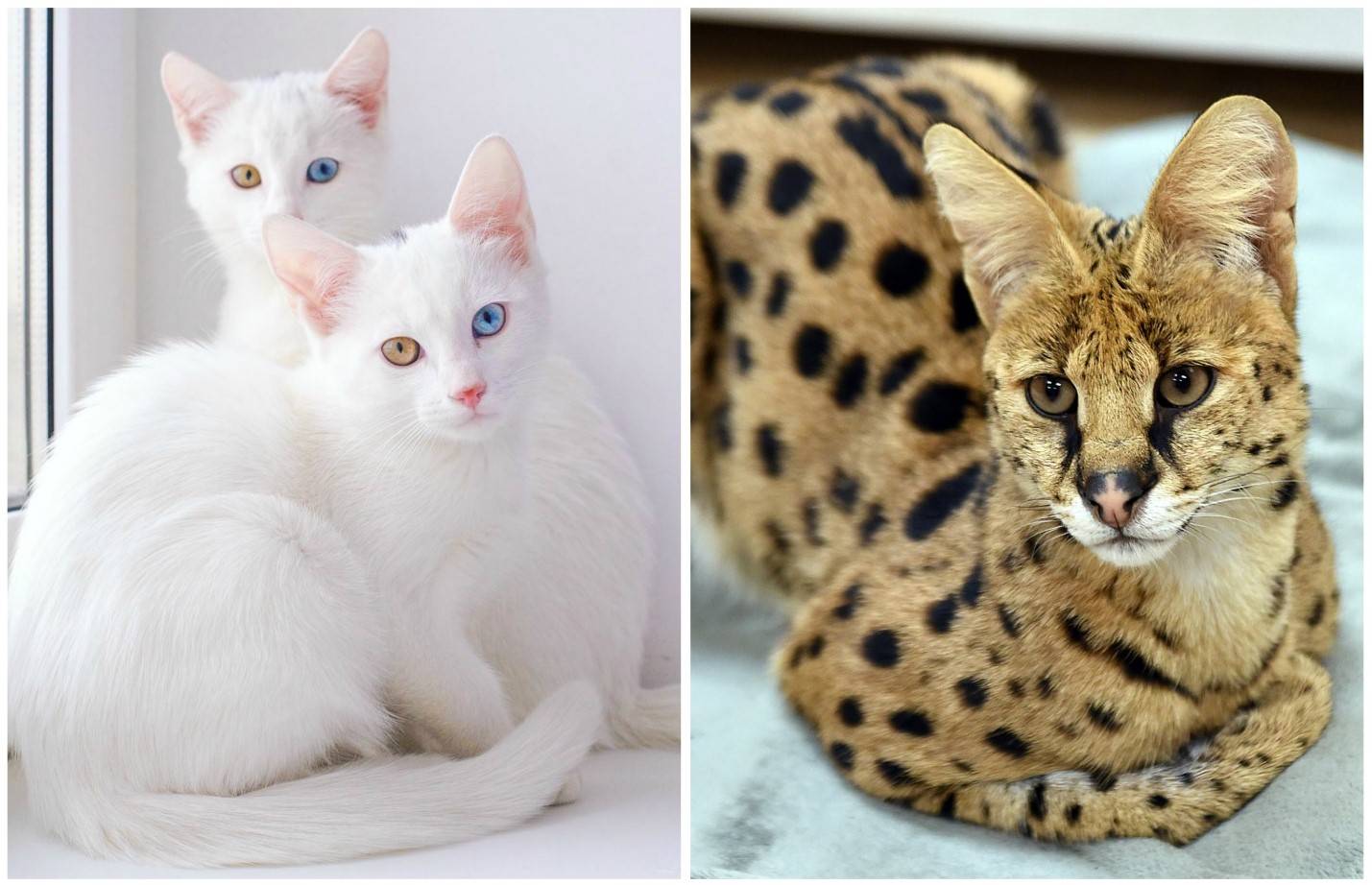 Самые красивые породы кошек в мире: топ-10 породистых представителей семейства кошачьих из тех, кто согласился жить с человеком