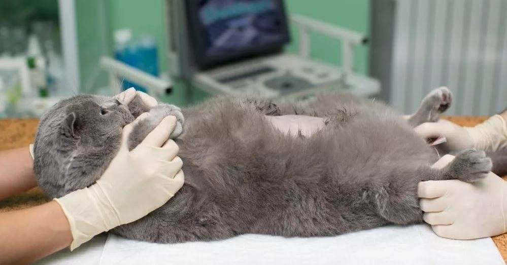 Можно ли стерилизовать беременную кошку: риски и особенности