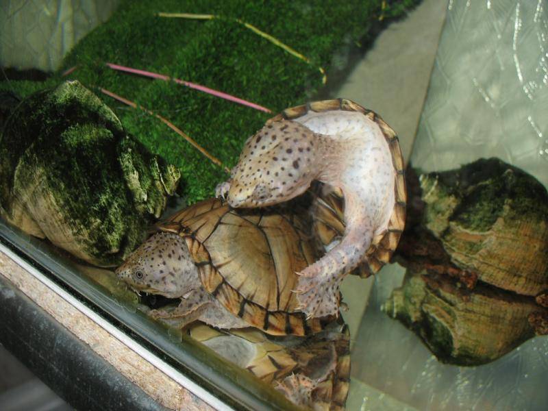 Водяные черепахи: описание и фото. содержание, уход, кормление :: syl.ru