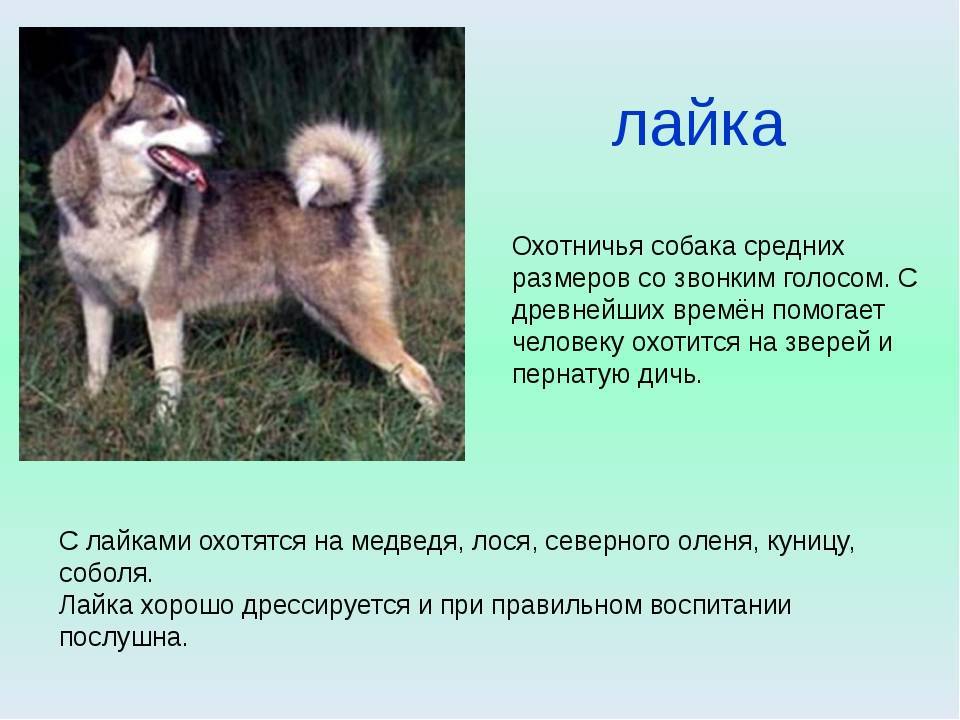 Уход за восточно-сибирской лайкой: описание породы, содержание и фото