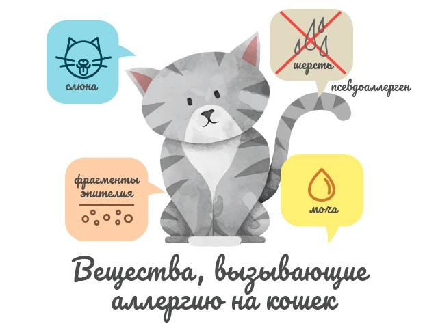 Аллергия на кошек у детей и взрослых - симптомы и лечение аллергии на шерсть кошки