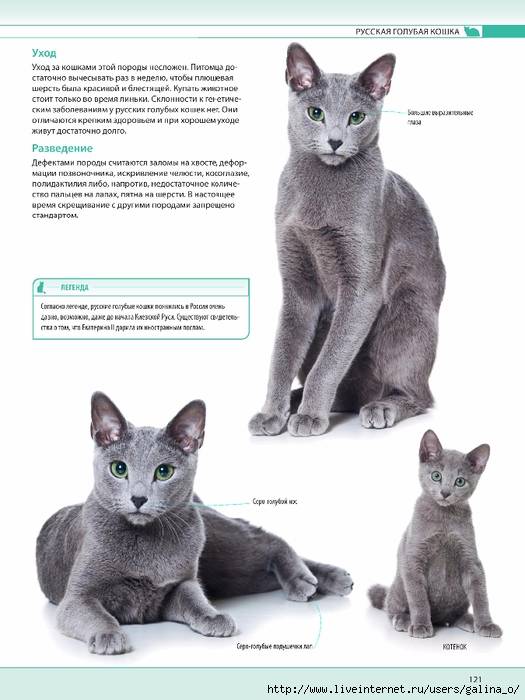 Русская голубая кошка: особенности содержания породы