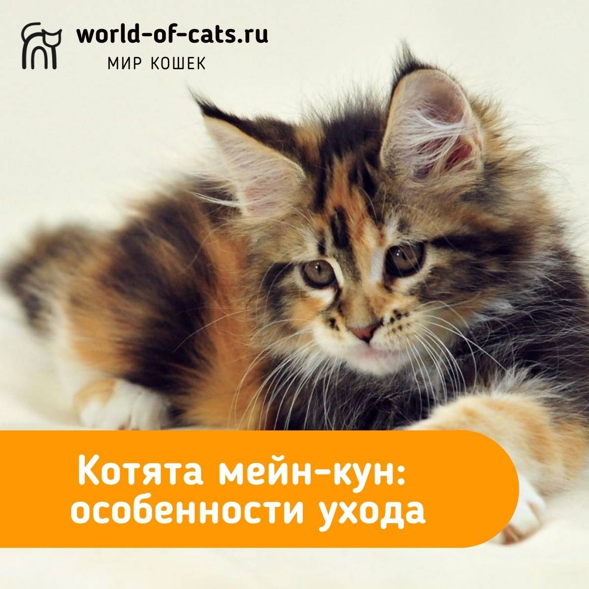 Кошка породы мейн-кун : описание, чем кормить, особенности ухода и содержания в квартире, размножение, стандарт | мир домашних животных