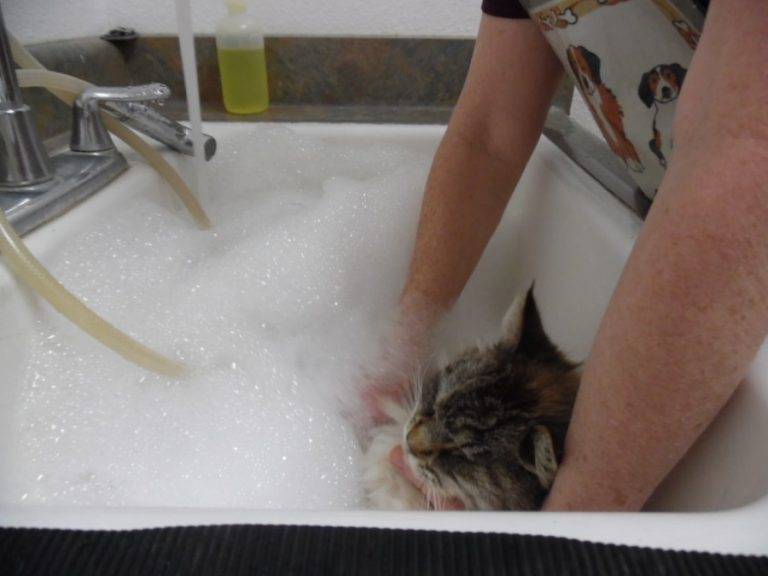 Чем помыть кошку если нет специального шампуня: какие средства можно применять в домашних условиях что бы искупать питомца