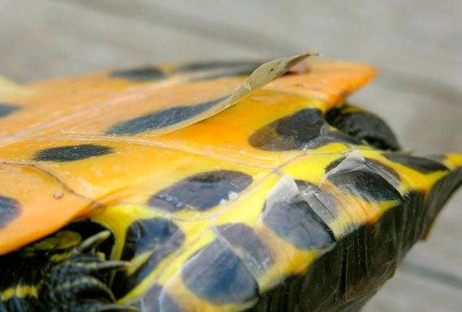 Как выглядит грибок у красноухой черепахи? причины возникновения и методы лечения.