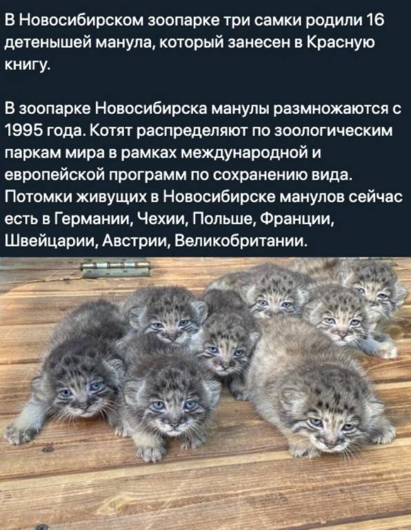 10 самых старых в мире котов и кошек
