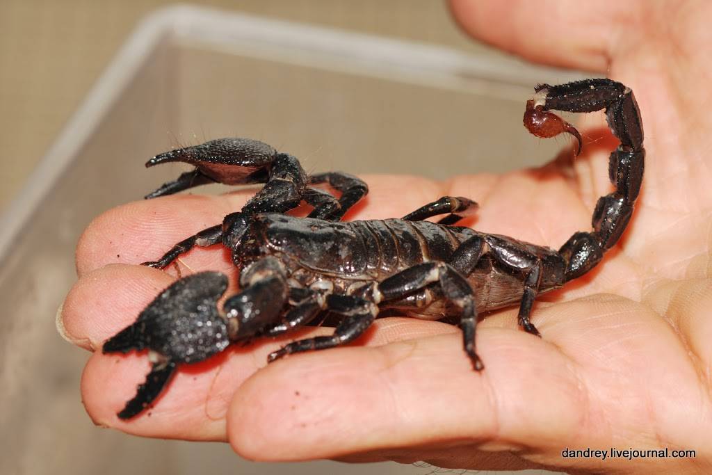 Водяной скорпион – фото, описание, ареал, питание, размножение