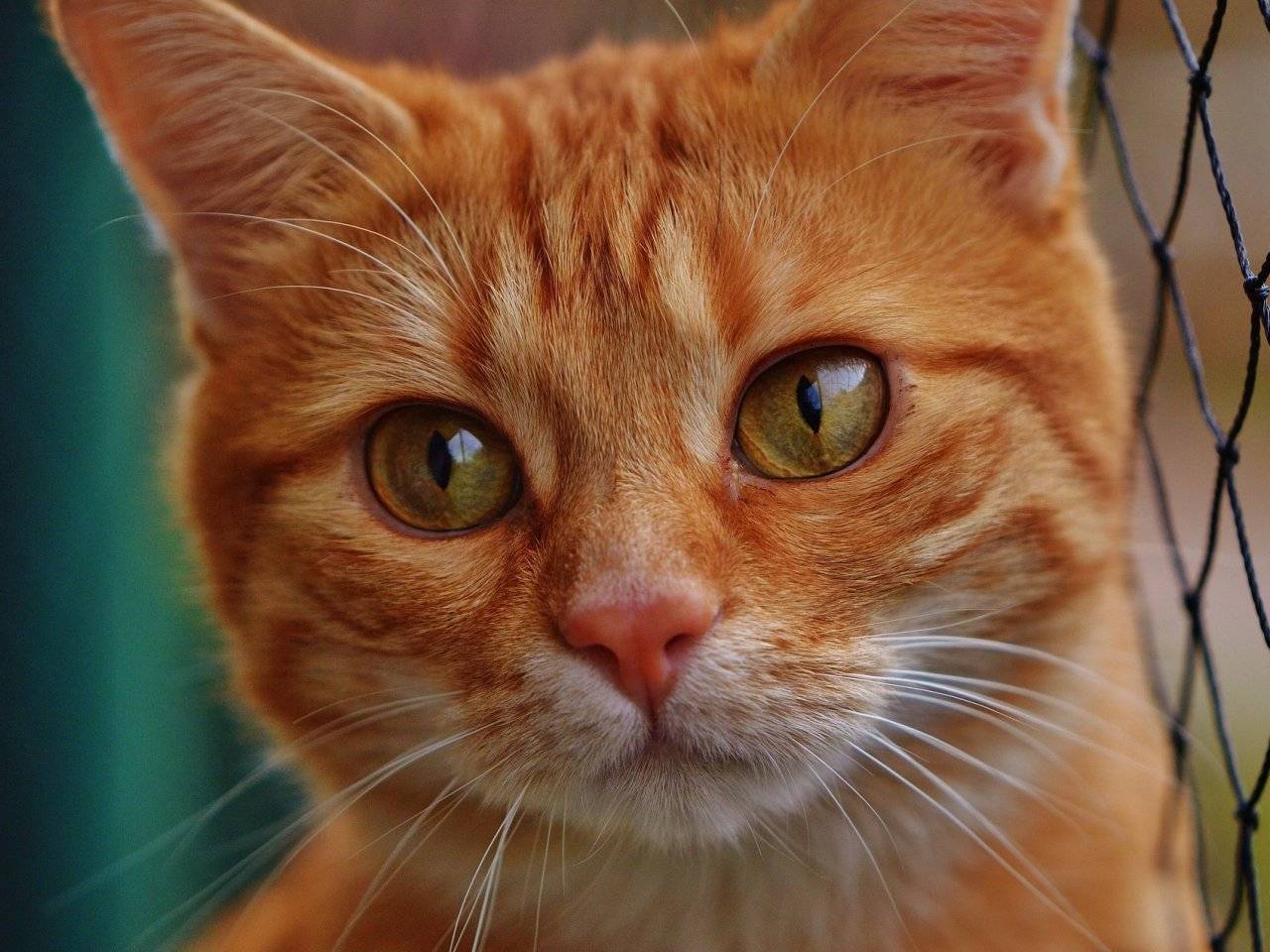 Заведите рыжего кота или кошку: подборка примет и интересных фактов