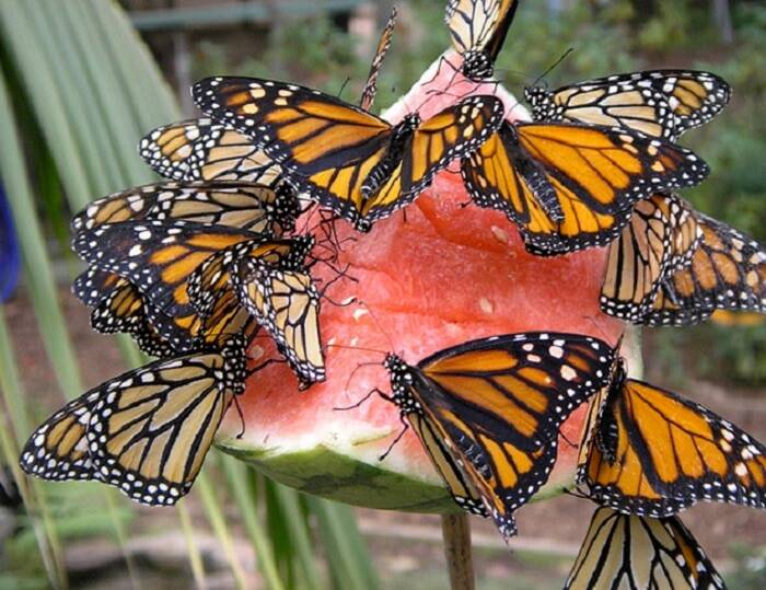 Что ест бабочка - рацион питания бабочек