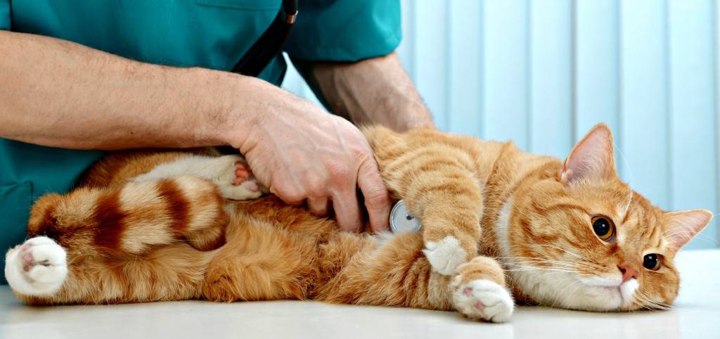 Как обнаружить и как лечить кошек от власоедов