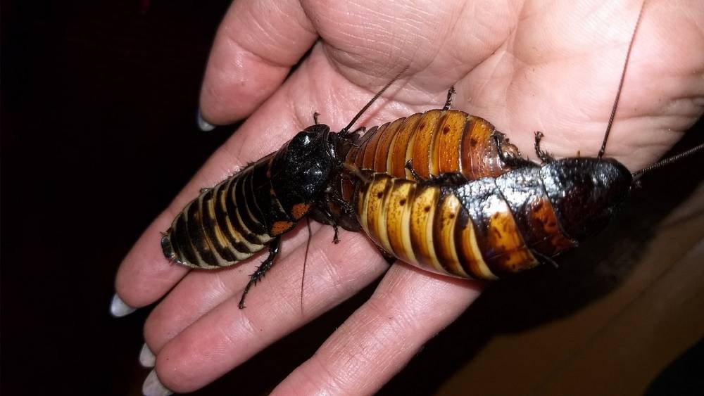 Как питаются и размножаются мадагаскарские шипящие тараканы