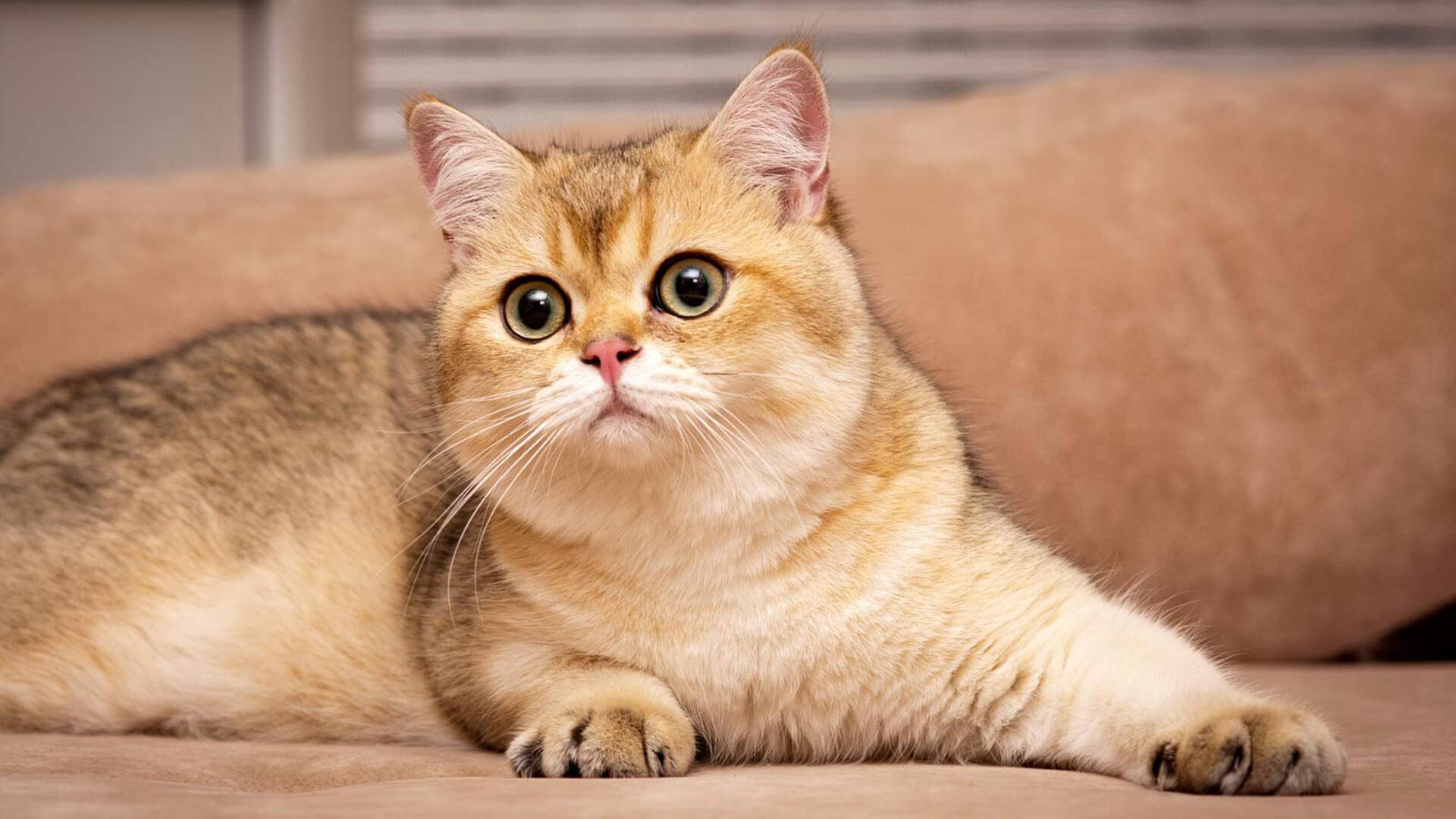 Описание породы кошек британская шиншилла