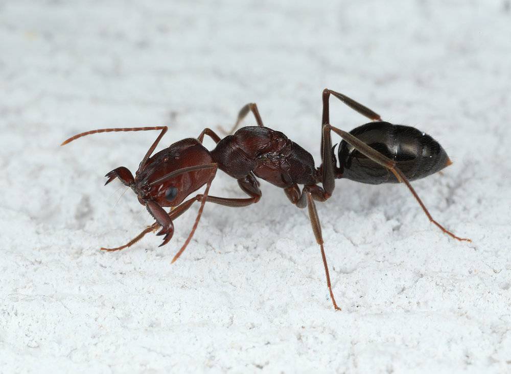 Odontomachus monticola: hilarem insidias | клуб любителей муравьев