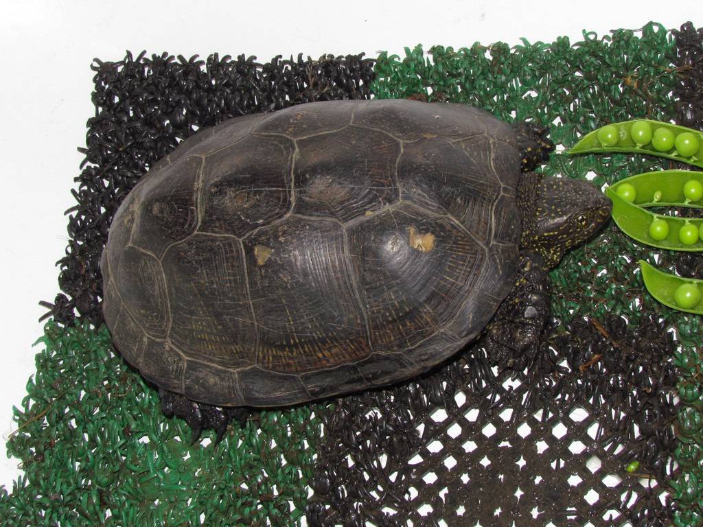 Чем кормить болотную черепаху в домашних условиях?