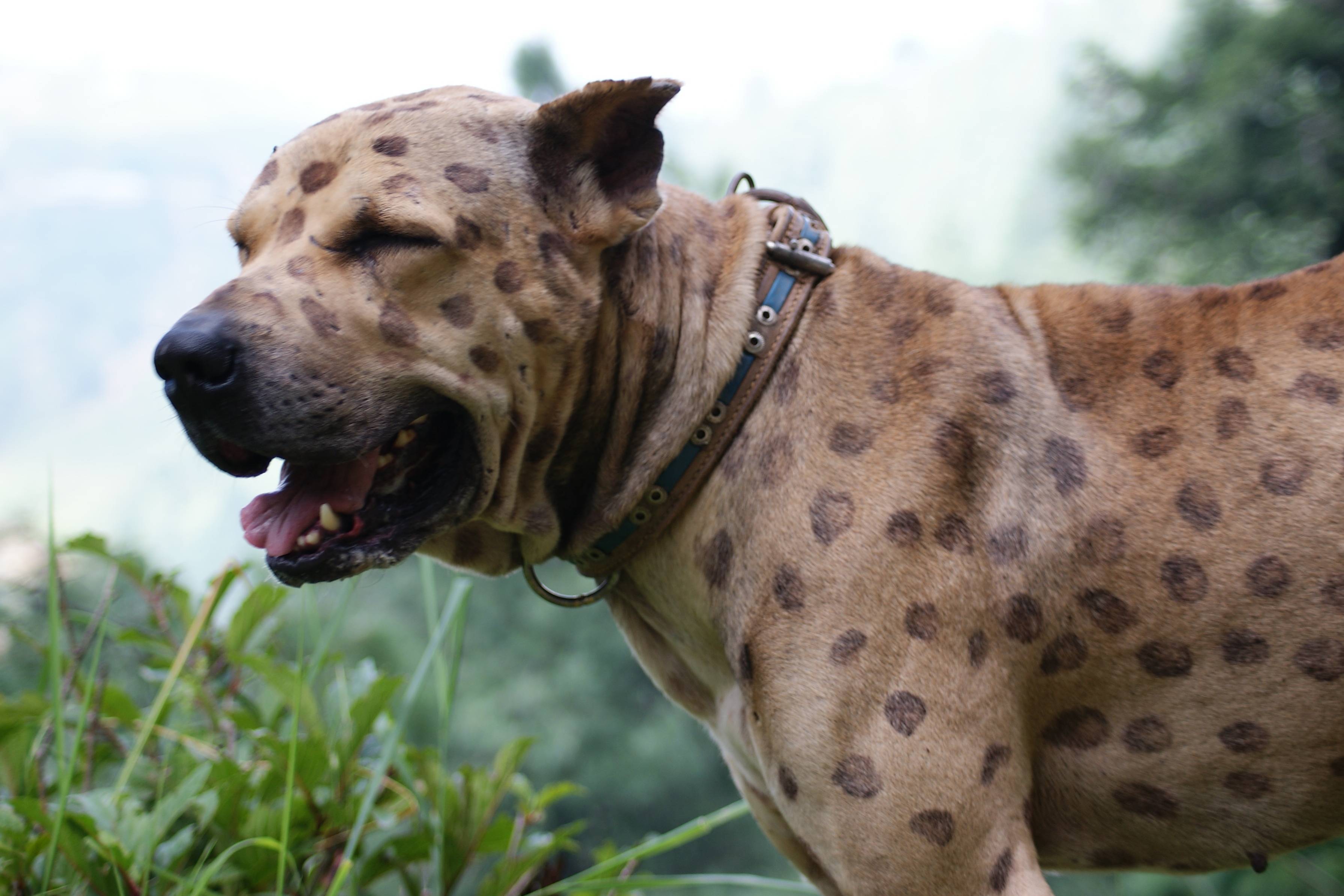 Самые злые собаки в мире: топ 23 бойцовских пород и их воспитание