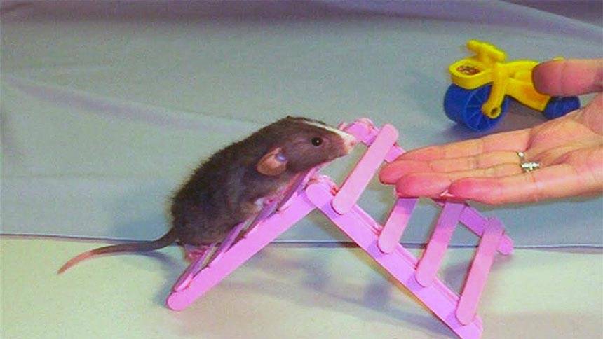 Крыса в доме: учимся ухаживать за живым символом года - стиль жизни