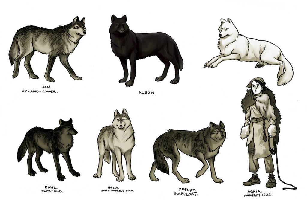 Чем отличаются волки от собак: в чем разница по внешности и размерам