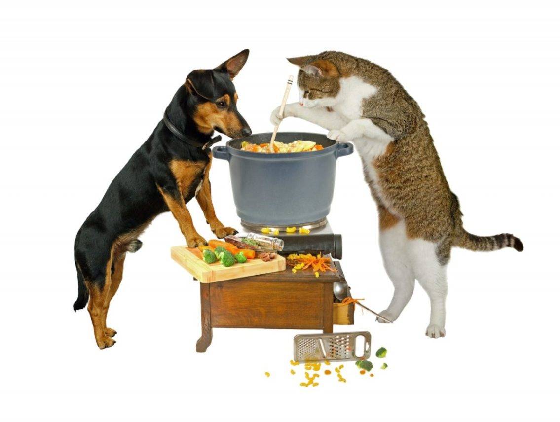 Можно ли смешивать сухой и влажный корм при кормлении собак и кошек?