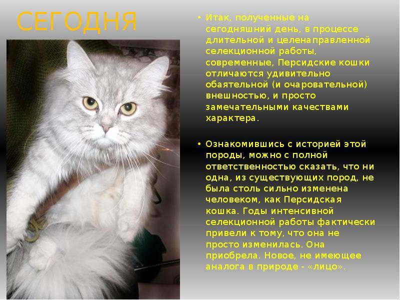 Персидская кошка: описание породы и особенности содержания
