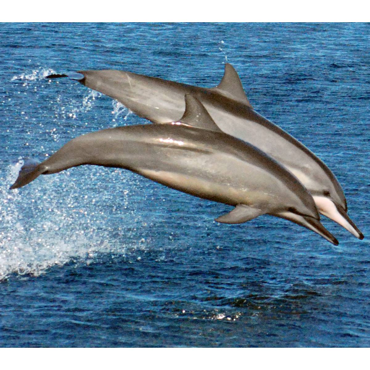 12 фильмов про дельфинов для семейного просмотра