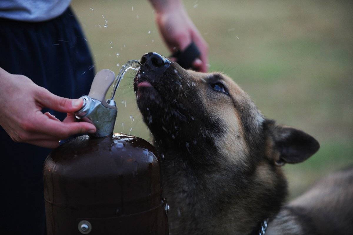 4 причины, почему щенок не пьет воду - как научить пить