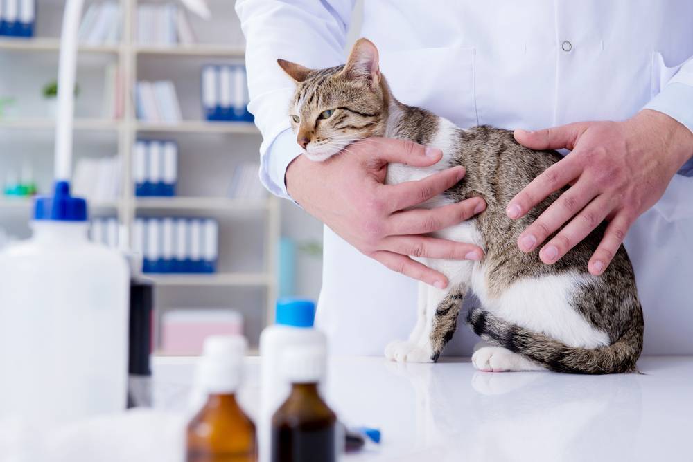 Диагностика и лечение мастита у кошек: первая помощь, рекомендации +фото и видео