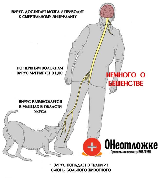 Бешенство у собак – симптомы и признаки - статьи о ветеринарии «свой доктор»