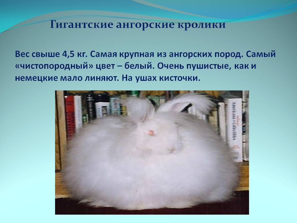 Ангорский кролик: история происхождения, описание, разведение, уход, кормление, плюсы и минусы пушистой породы